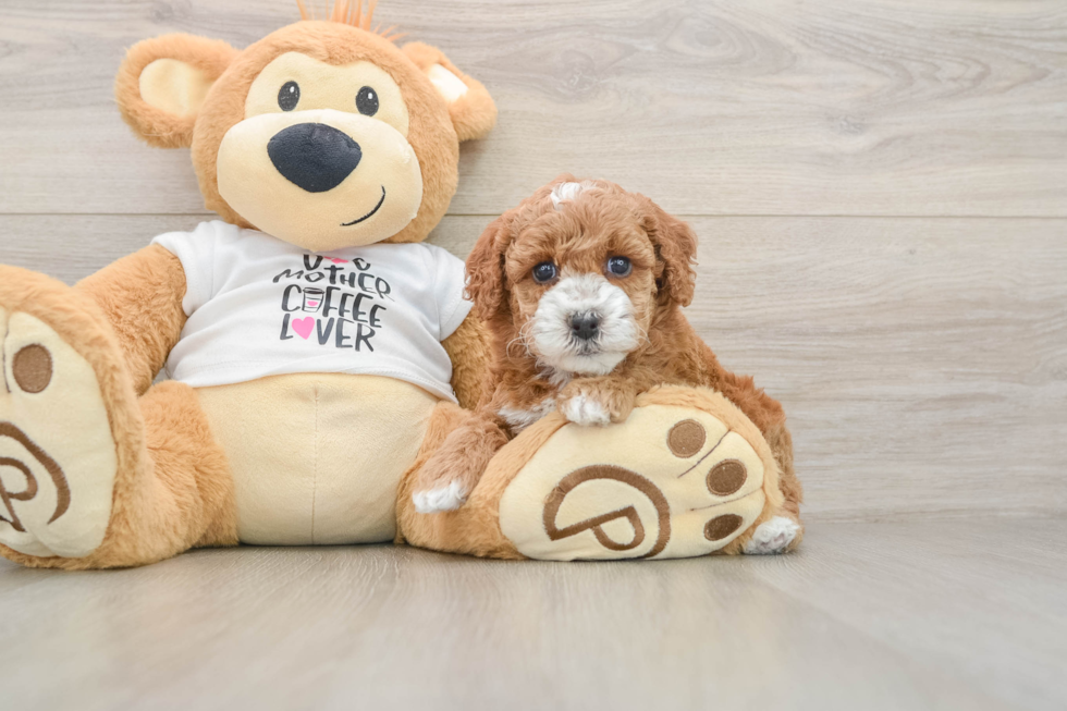 Best Poodle Baby