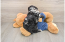 Poodle Pup Being Cute