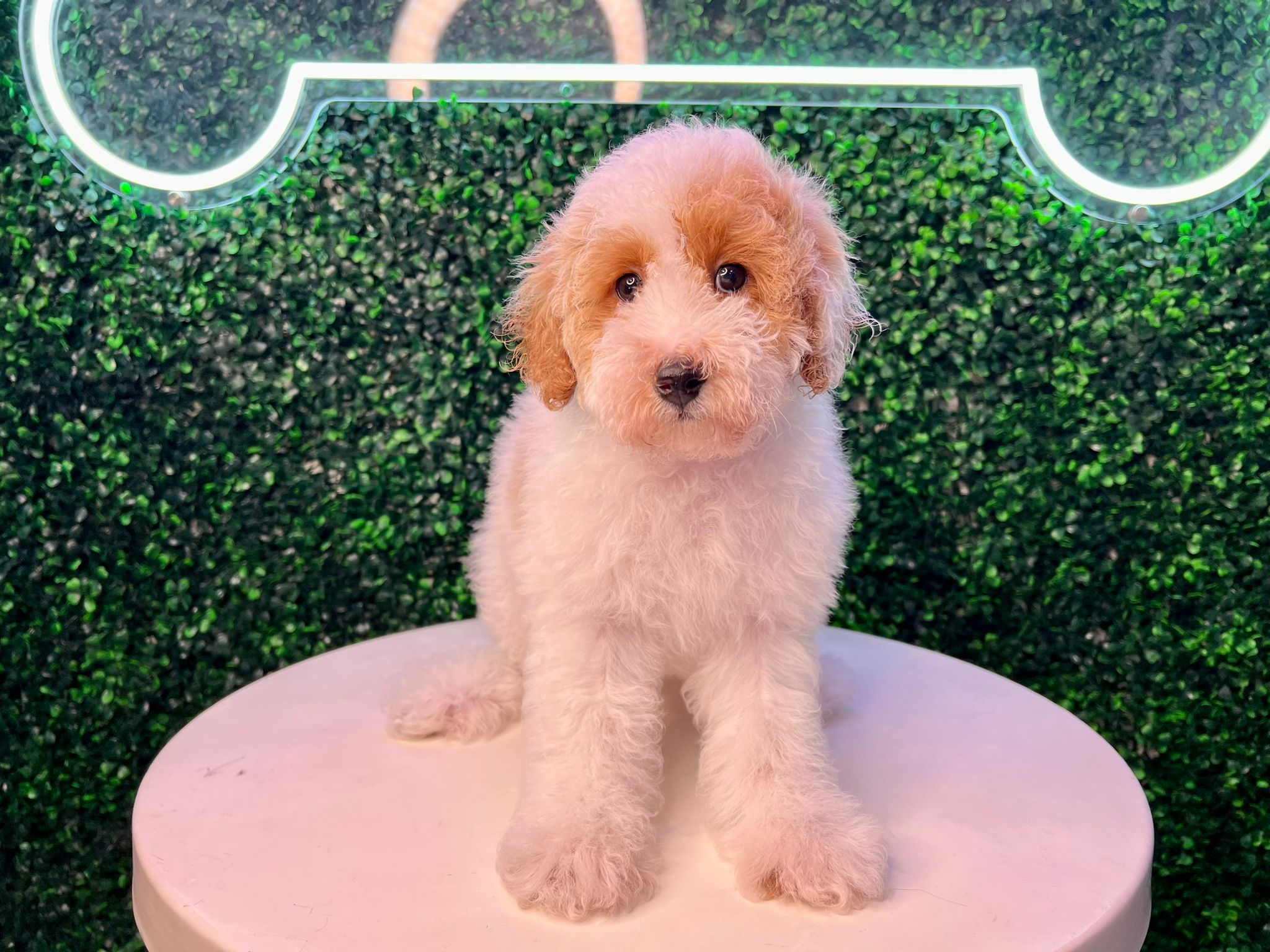 Cute Pudle Purebred Puppy