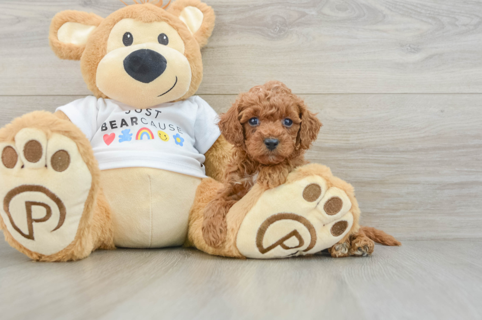 6 week old Poodle Puppy For Sale - Puppy Love PR