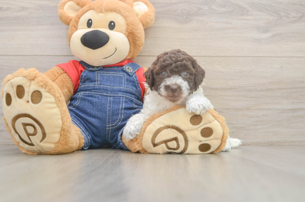 5 week old Poodle Puppy For Sale - Puppy Love PR