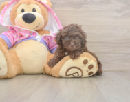 7 week old Poodle Puppy For Sale - Puppy Love PR