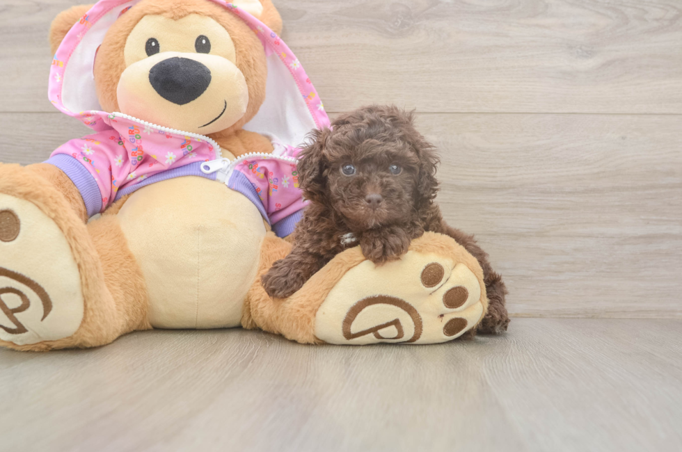 5 week old Poodle Puppy For Sale - Puppy Love PR