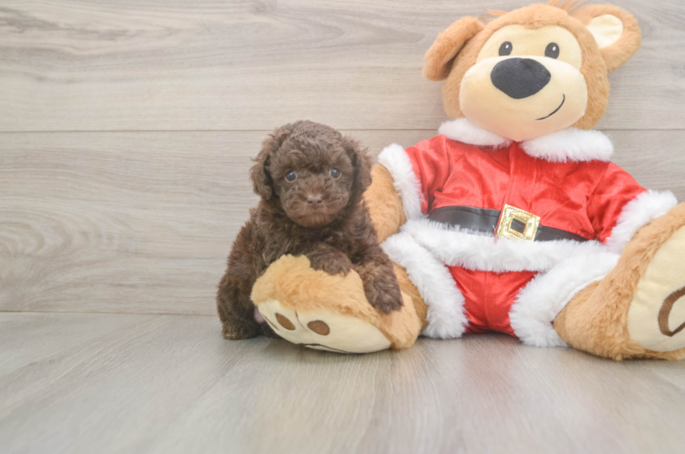 5 week old Poodle Puppy For Sale - Puppy Love PR