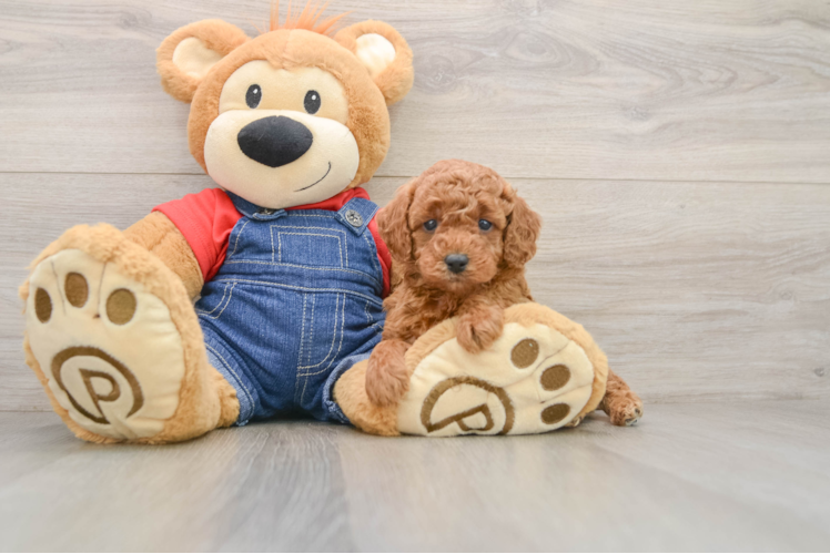 Small Poodle Purebred Pup