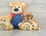 9 week old Poodle Puppy For Sale - Puppy Love PR