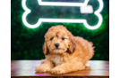 Poodle Puppy for Adoption