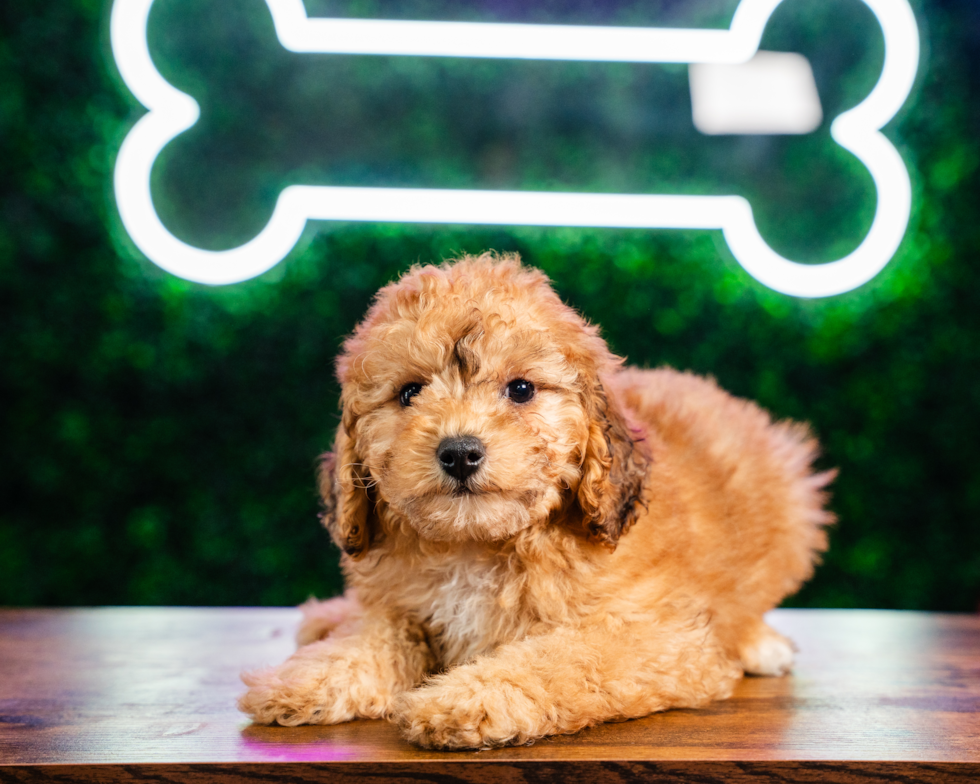 Poodle Puppy for Adoption