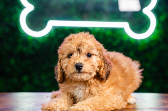 Poodle Puppy for Adoption