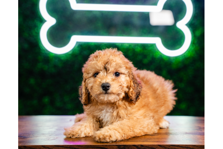 Meet Jagger - our Poodle Puppy Photo 1/4 - Puppy Love PR Poodle Puppy for Adoption