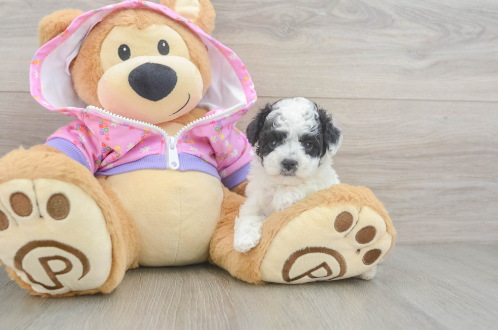 6 week old Poodle Puppy For Sale - Puppy Love PR