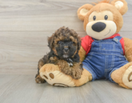 8 week old Poodle Puppy For Sale - Puppy Love PR