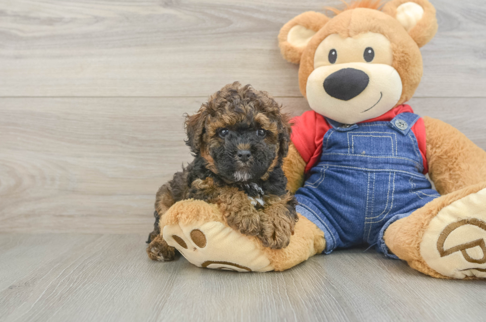 6 week old Poodle Puppy For Sale - Puppy Love PR