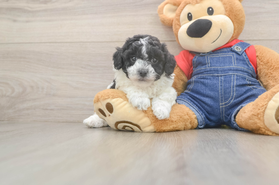 5 week old Poodle Puppy For Sale - Puppy Love PR