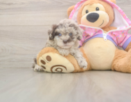 9 week old Poodle Puppy For Sale - Puppy Love PR