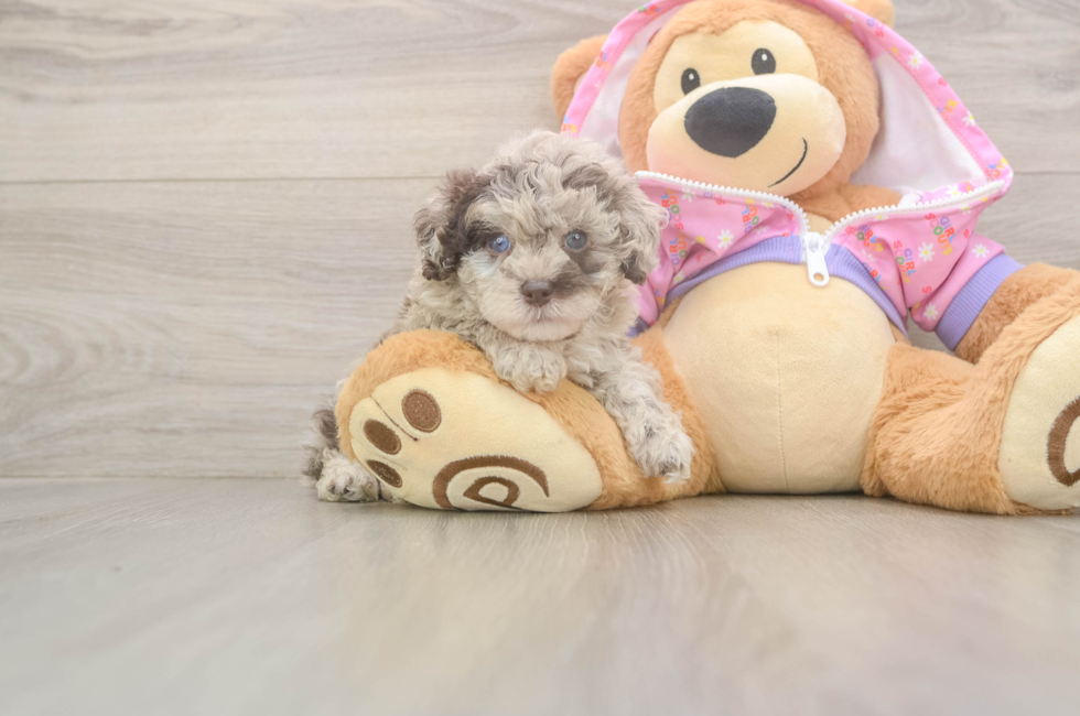 9 week old Poodle Puppy For Sale - Puppy Love PR
