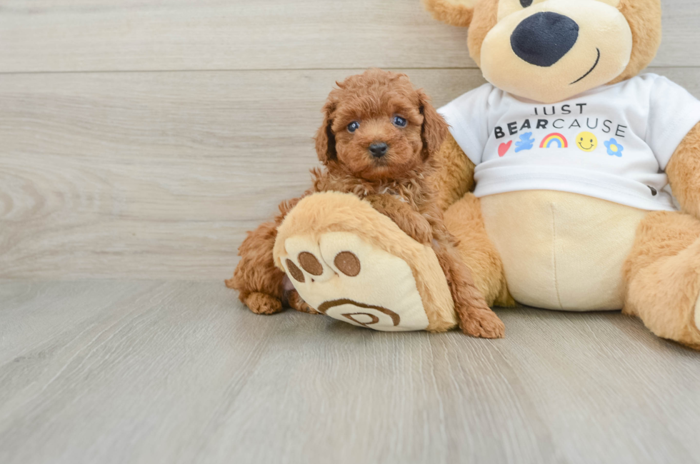 6 week old Poodle Puppy For Sale - Puppy Love PR