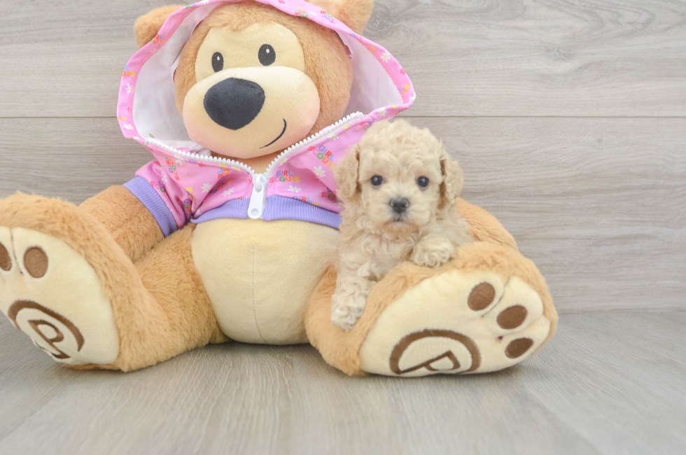 6 week old Poodle Puppy For Sale - Puppy Love PR