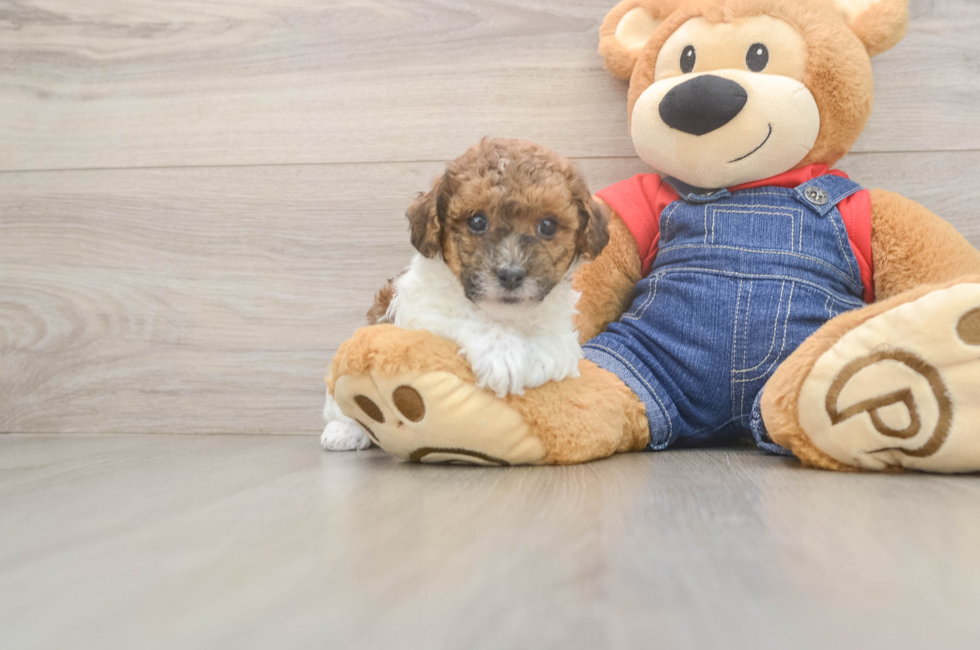 5 week old Poodle Puppy For Sale - Puppy Love PR