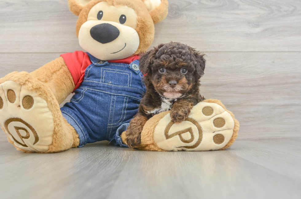 6 week old Poodle Puppy For Sale - Puppy Love PR