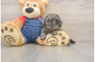 Popular Poodle Purebred Pup