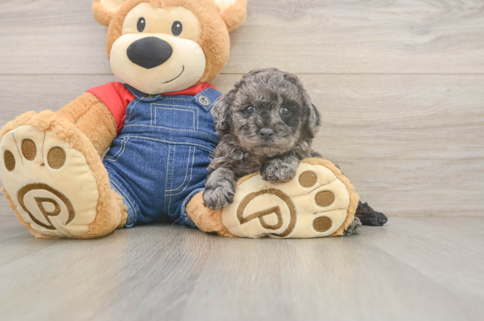 5 week old Poodle Puppy For Sale - Puppy Love PR