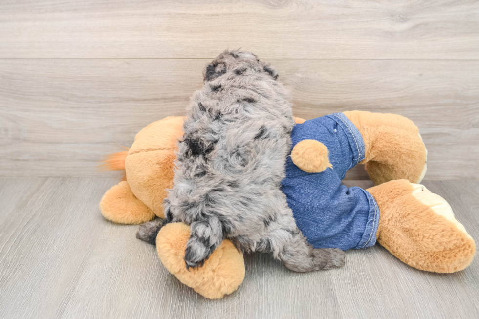 Small Poodle Purebred Pup