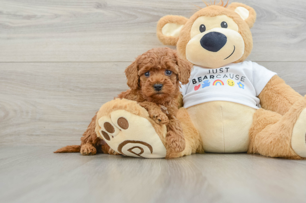 6 week old Poodle Puppy For Sale - Puppy Love PR