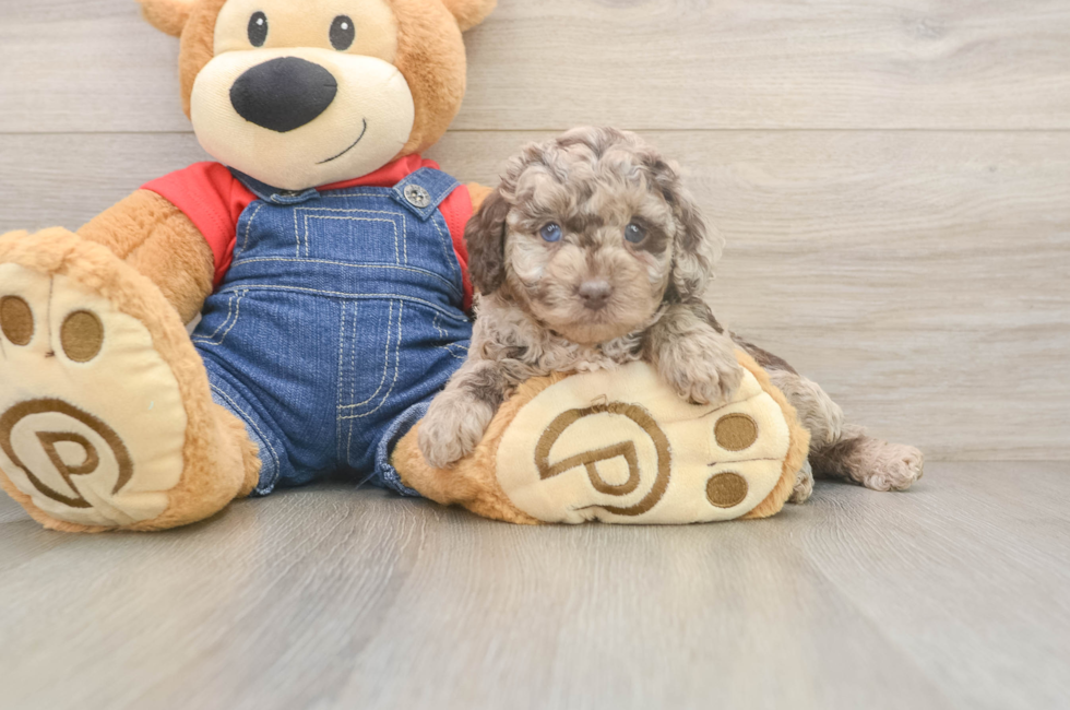 5 week old Poodle Puppy For Sale - Puppy Love PR