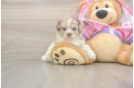 Best Poodle Baby