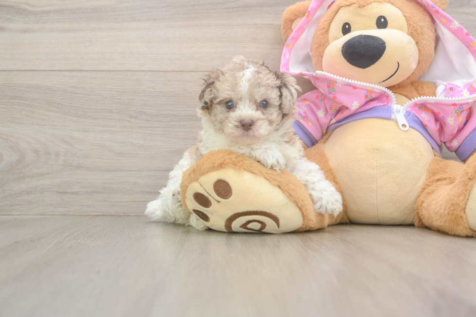 Best Poodle Baby