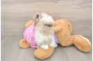 Energetic Pooodle Purebred Puppy