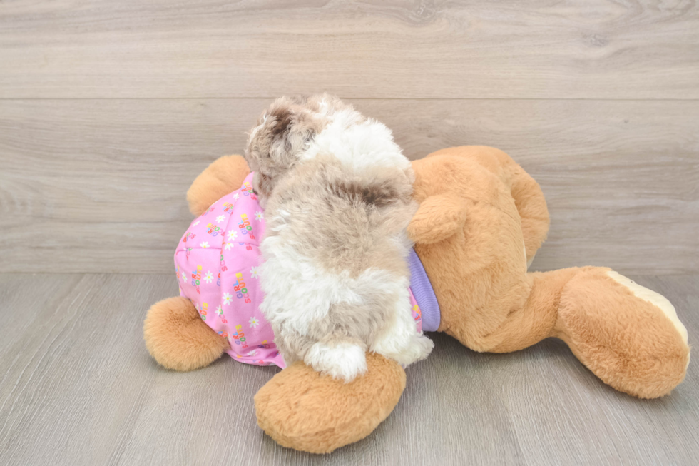 Energetic Pooodle Purebred Puppy