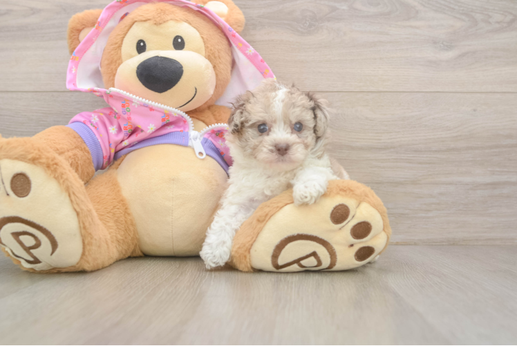 Funny Poodle Purebred Pup
