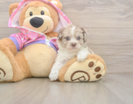 7 week old Poodle Puppy For Sale - Puppy Love PR