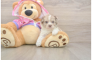 Funny Poodle Purebred Pup