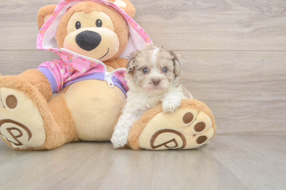 5 week old Poodle Puppy For Sale - Puppy Love PR