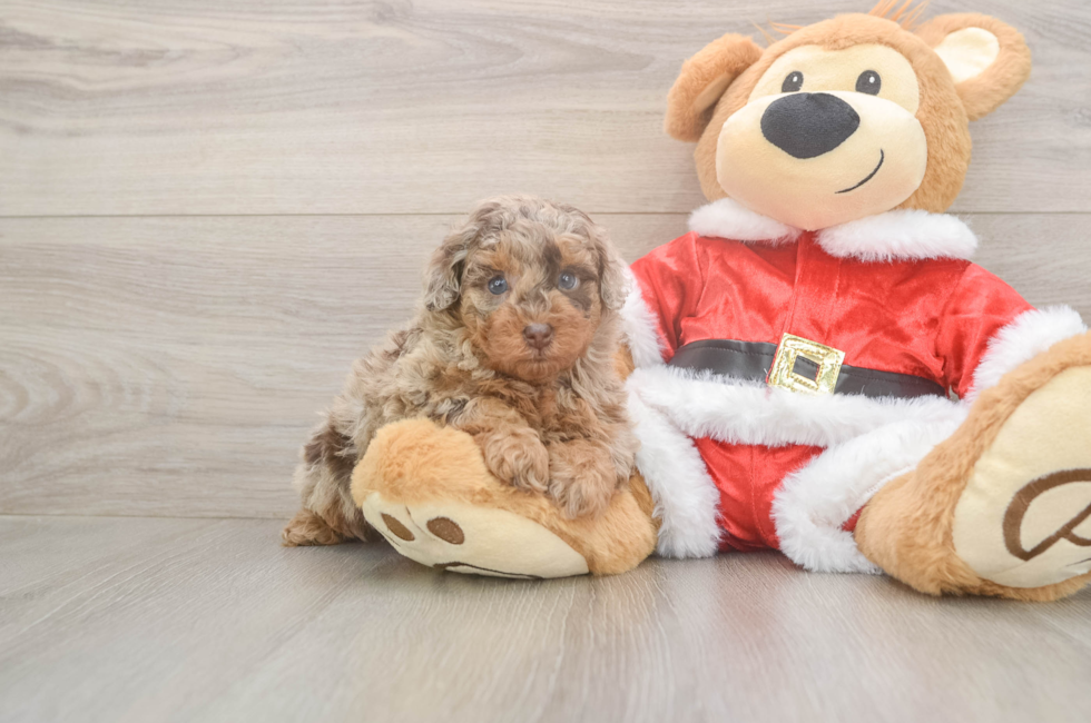 5 week old Poodle Puppy For Sale - Puppy Love PR