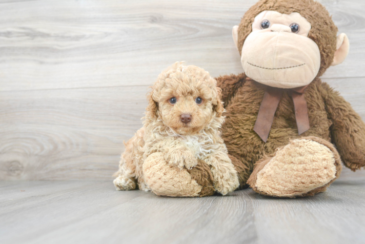 Meet Julie - our Poodle Puppy Photo 1/3 - Puppy Love PR Cute Poodle Baby