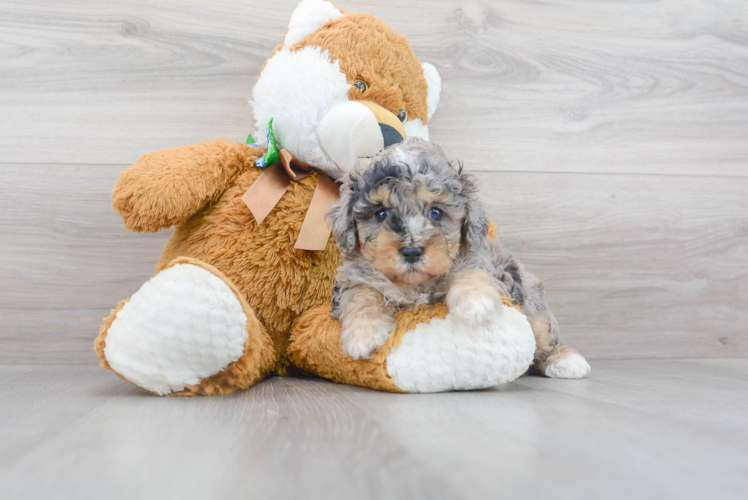 Cute Poodle Purebred Pup