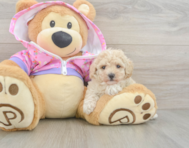 10 week old Poodle Puppy For Sale - Puppy Love PR