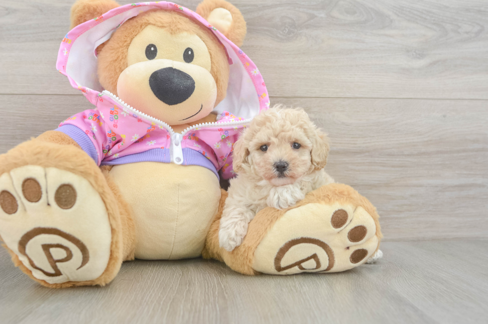 5 week old Poodle Puppy For Sale - Puppy Love PR