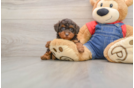 Friendly Poodle Purebred Pup