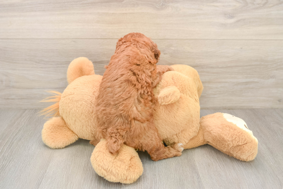 Best Poodle Baby
