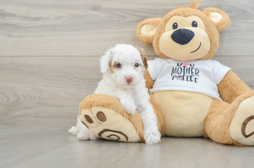 6 week old Poodle Puppy For Sale - Puppy Love PR