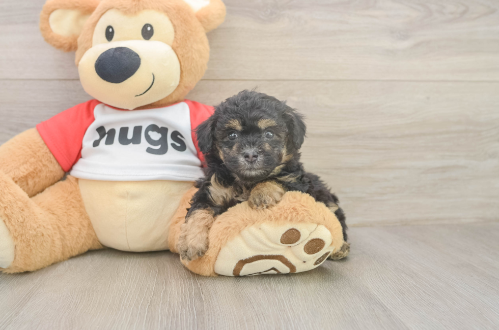 5 week old Poodle Puppy For Sale - Puppy Love PR