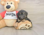 7 week old Poodle Puppy For Sale - Puppy Love PR 7 week old Poodle Puppy For Sale - Puppy Love PR
