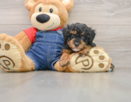 8 week old Poodle Puppy For Sale - Puppy Love PR