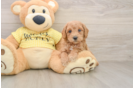 Little Poodle Baby