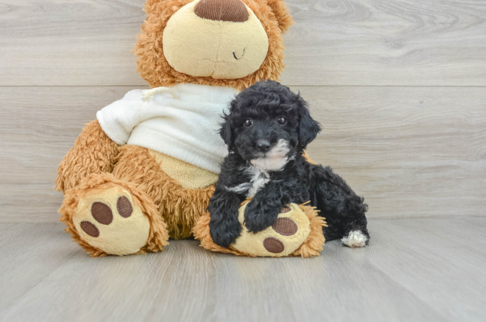 7 week old Poodle Puppy For Sale - Puppy Love PR